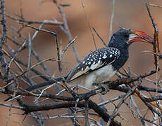 Monteiro's Hornbill