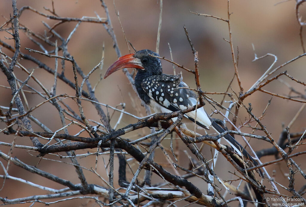 Monteiro's Hornbilladult, aspect