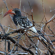 Monteiro's Hornbill