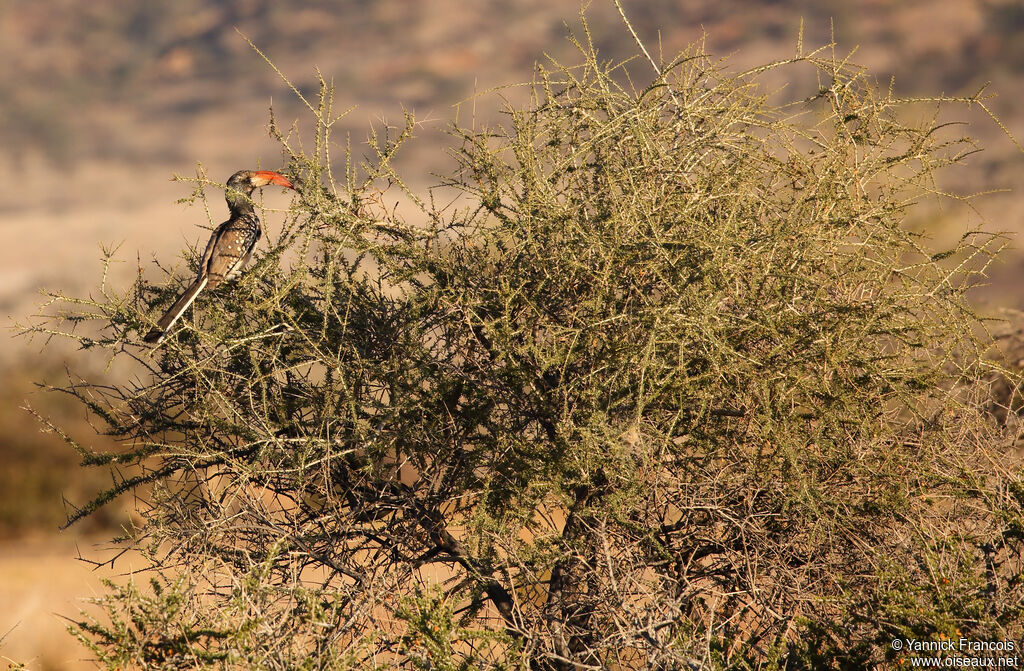 Calao de Monteiroadulte, habitat, composition