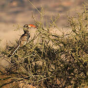 Monteiro's Hornbill