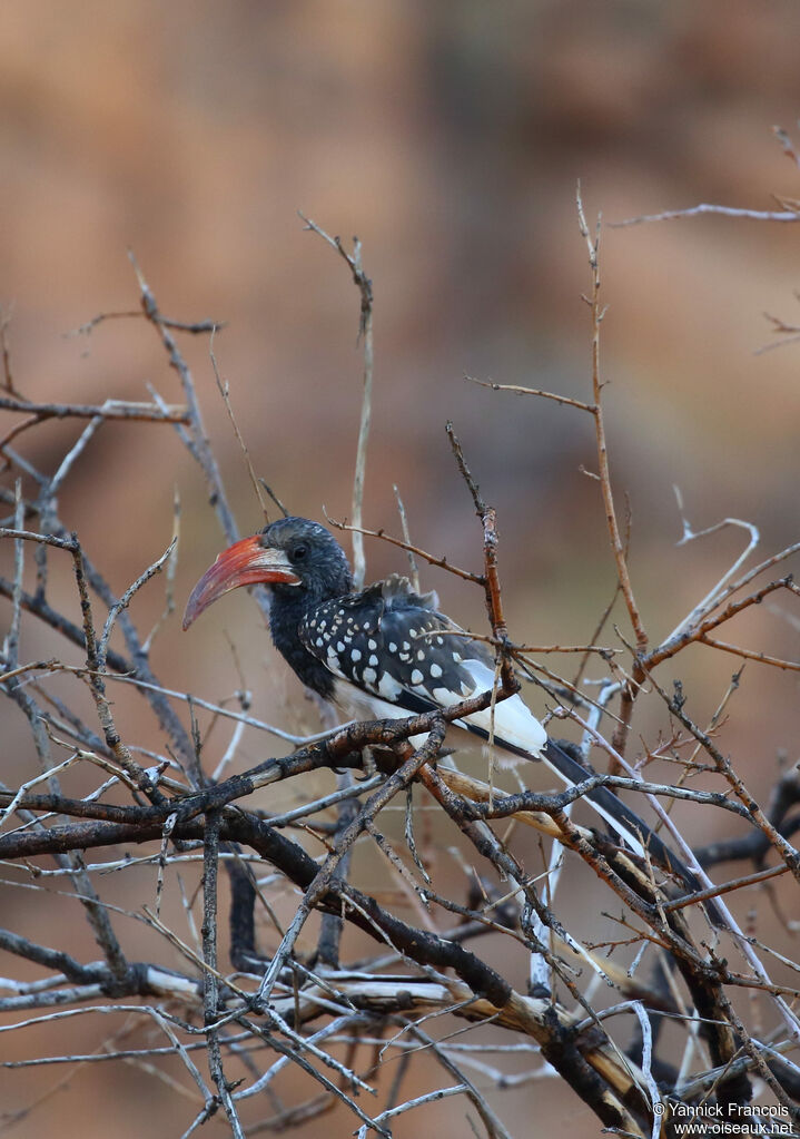 Monteiro's Hornbilladult, habitat, aspect