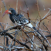 Monteiro's Hornbill