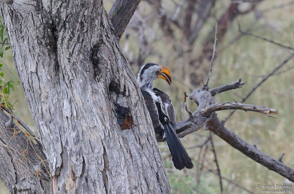 Southern Yellow-billed Hornbilladult, habitat, aspect