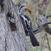 Southern Yellow-billed Hornbill