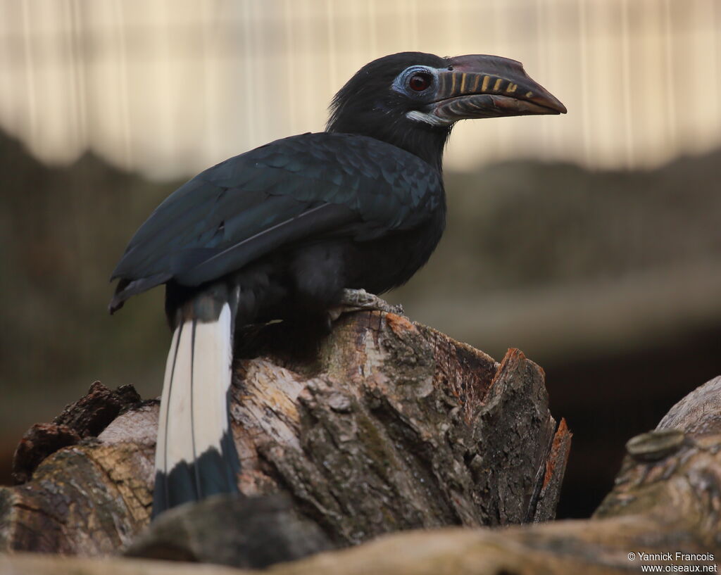 Visayan Hornbill female adult, identification, aspect