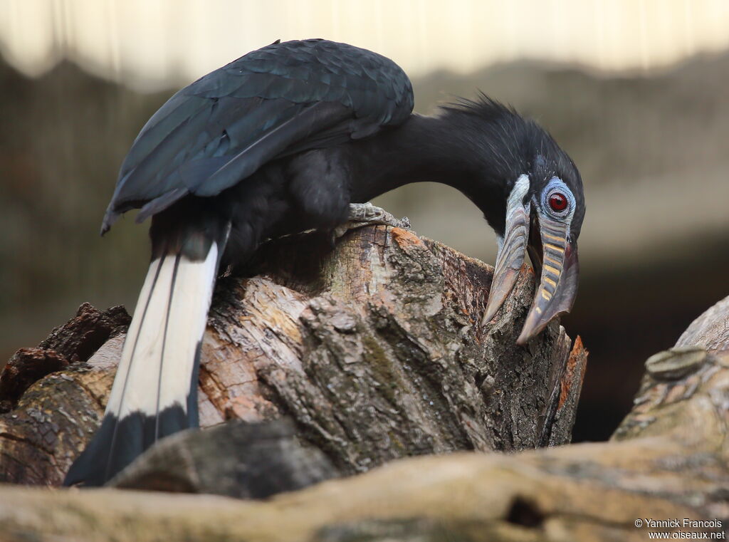 Visayan Hornbill female adult, identification, aspect