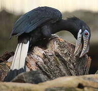 Visayan Hornbill