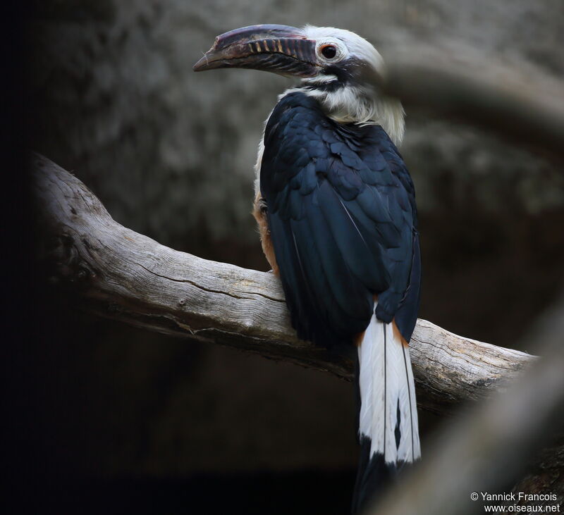 Visayan Hornbill male adult, identification, aspect