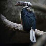 Visayan Hornbill