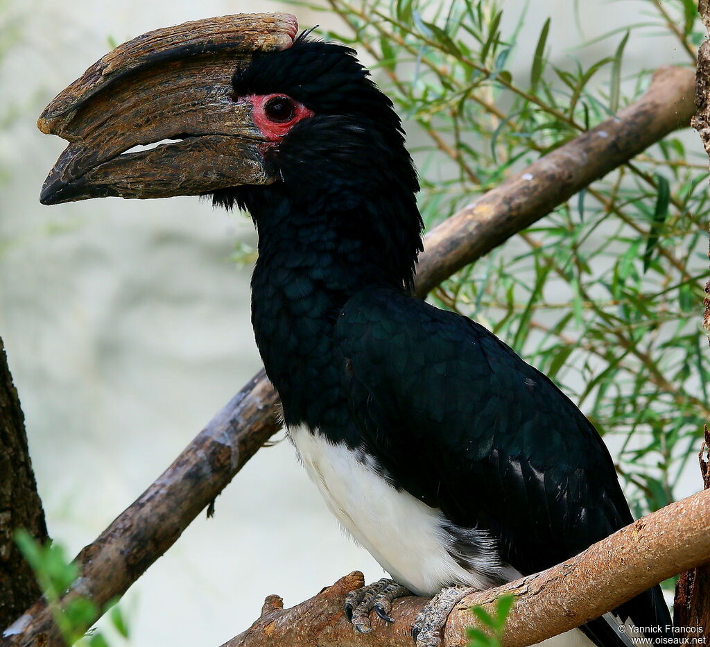 Trumpeter Hornbill male adult, identification, aspect