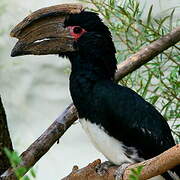 Trumpeter Hornbill