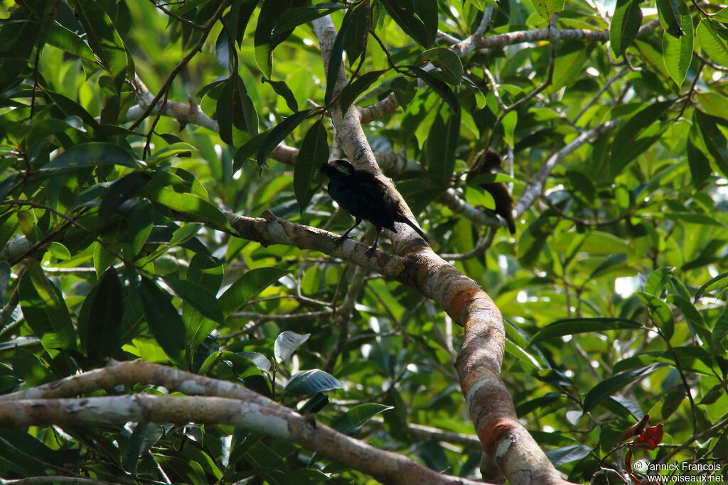 Opal-crowned Tanageradult, habitat, aspect