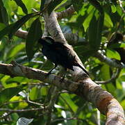 Opal-crowned Tanager