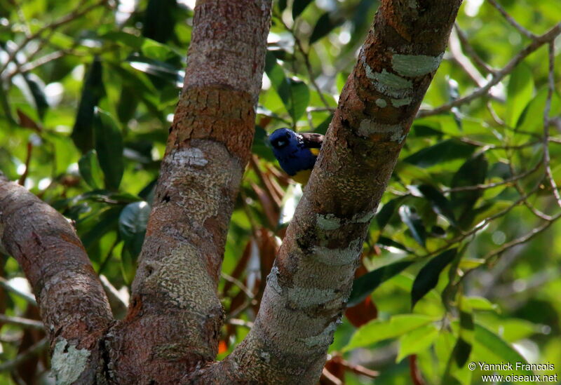 Turquoise Tanageradult, habitat