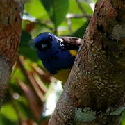 Turquoise Tanager