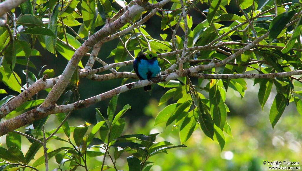 Paradise Tanageradult, habitat