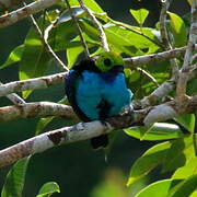 Paradise Tanager