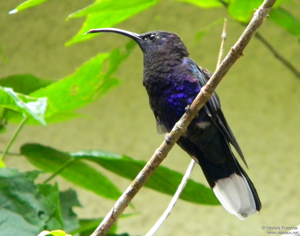 Campyloptère violet mâle adulte, identification, composition