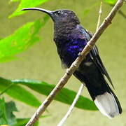 Violet Sabrewing