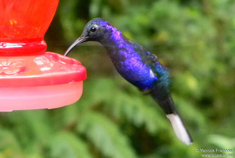 Violet Sabrewing male adult, aspect, Flight, eats