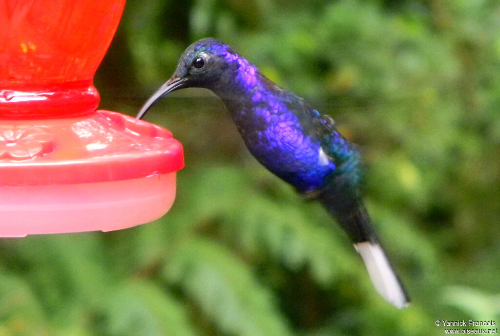 Campyloptère violet mâle adulte, composition, Vol, mange