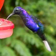 Violet Sabrewing