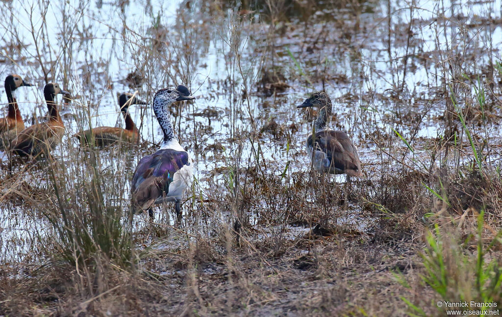 Knob-billed Duckadult breeding, aspect