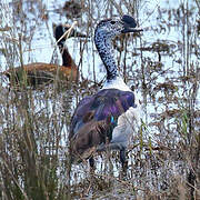 Knob-billed Duck