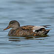 Canard chipeau