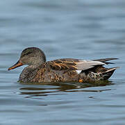 Canard chipeau