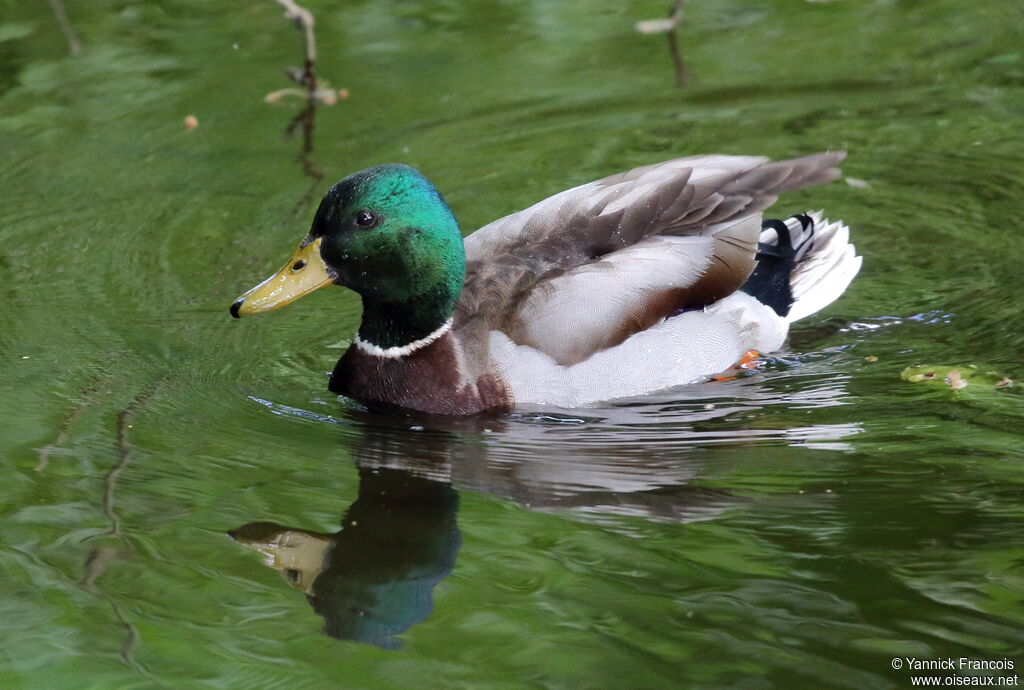 Canard colvert mâle adulte nuptial, identification, composition