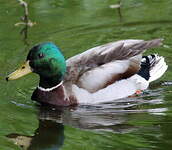 Canard colvert