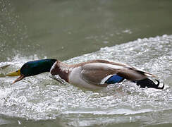 Canard colvert