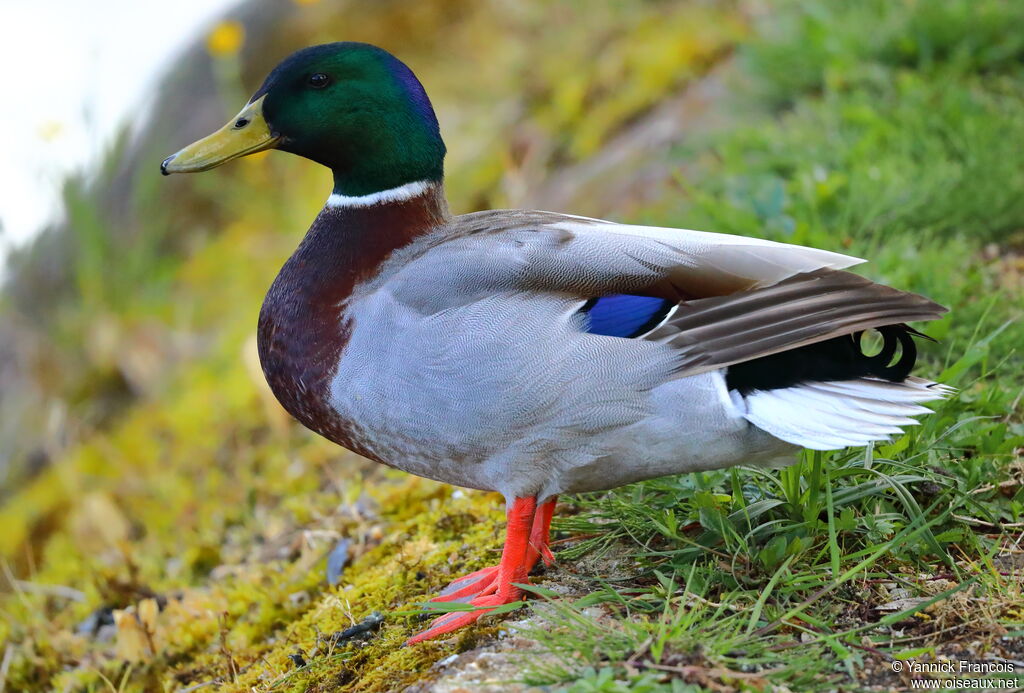 Mallard male adult, identification, aspect