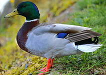 Canard colvert