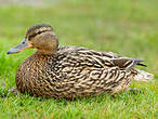 Canard colvert