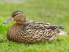 Canard colvert