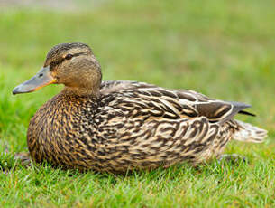 Canard colvert