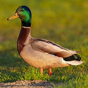 Canard colvert