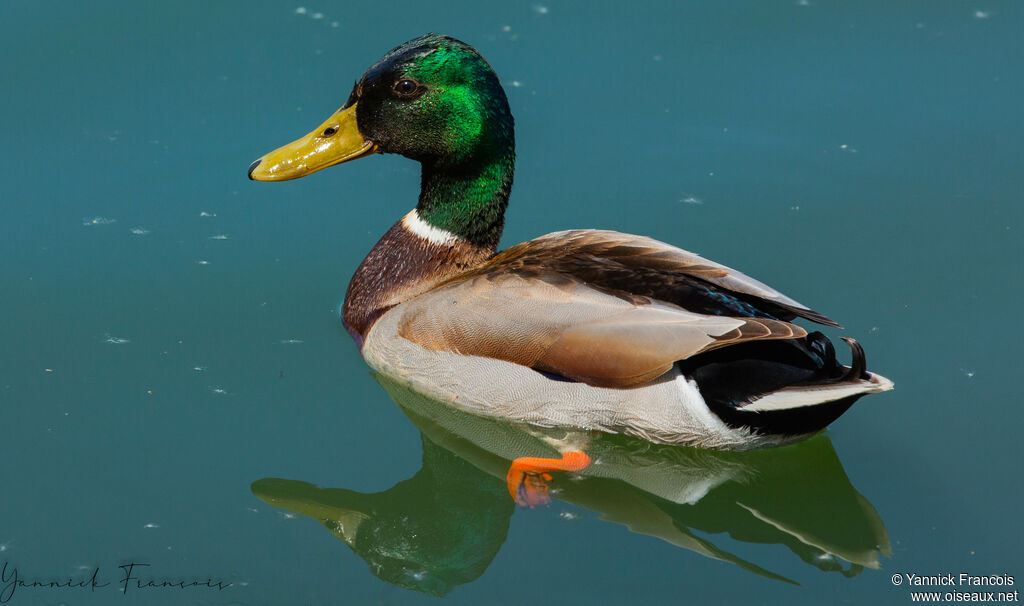 Canard colvert mâle adulte nuptial, identification, composition