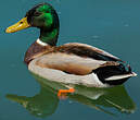 Canard colvert