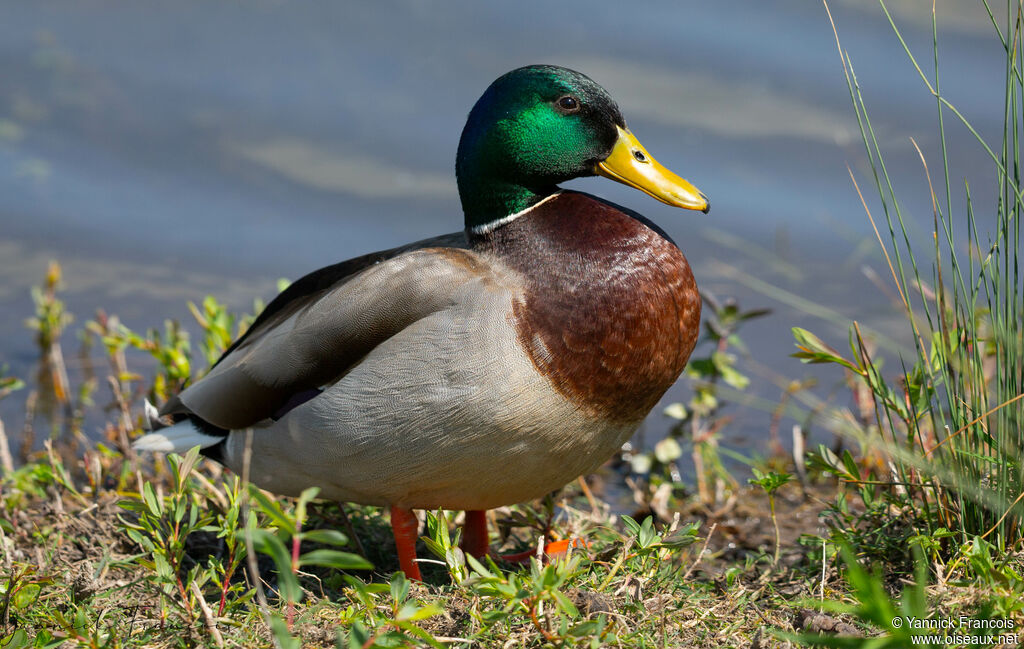 Canard colvert mâle adulte nuptial, identification, composition