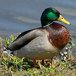 Canard colvert