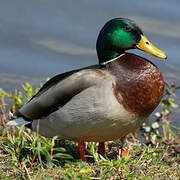 Canard colvert