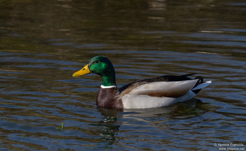 Canard colvert mâle adulte, identification, composition
