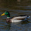 Canard colvert