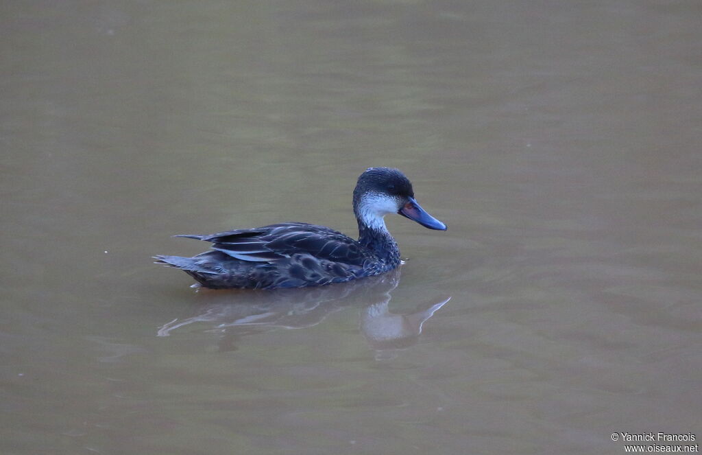 Canard des Bahamasadulte, identification, composition