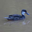 Canard des Bahamas