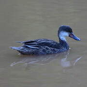 White-cheeked Pintail